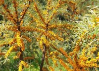 От саженца до урожая: как мы выращиваем и бережно собираем облепиху